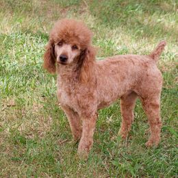 Asher - Poodle