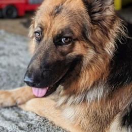 Denali - German Shepherd