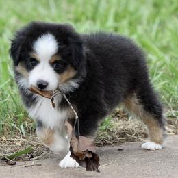 Thunder - Black tri male Toy Australian Shepherd puppy in Wichita Falls, Texas from Shooting Stars Ranch Toy and Mini Aussies