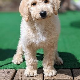 Labradoodle Puppies from Caldron Falls Doodles and Poodles