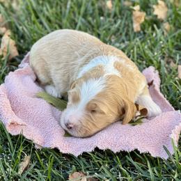 Autumn - Yellow and white female Bernedoodle puppy in Springville, Utah from Oodles of Bernedoodles