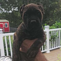 Purple Collar - Chestnut brindle male Cane Corso puppy in North Chesterfield, Virginia from TrinityForce Cane Corso