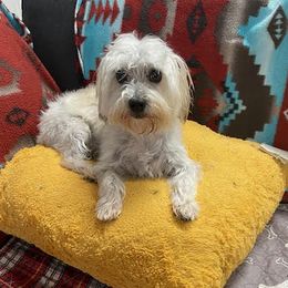 Penelope - Maltese