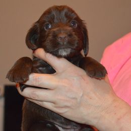 Girl 1 - female Field Spaniel puppy in Indianapolis, Indiana from Nautica Field Spaniels