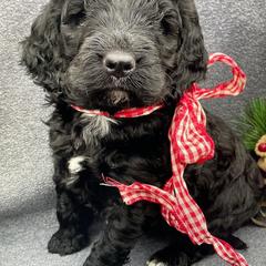 Poodle and Springerdoodle Puppies from Willow Lane Poodles
