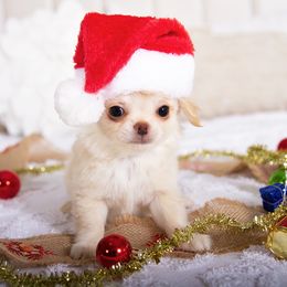 Jaxson - Cream and white male Chihuahua puppy in Orlando, Florida from Destiny Chihuahuas