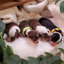 Miniature Australian Shepherd Puppies from Barnyard Mini Aussies