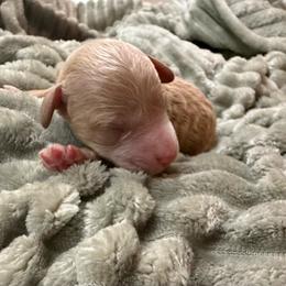 Devon - Apricot male Poodle puppy in Azle, Texas from Texas Kissed K9s