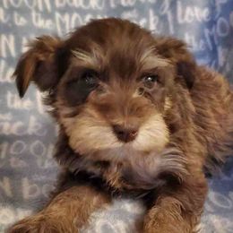 Miniature Schnauzers from Kelly Reynolds's Miniature Schnauzers