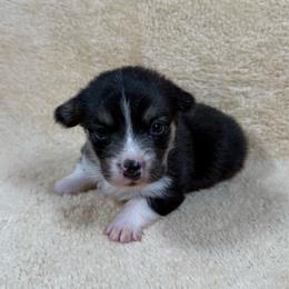Joey - Black and tan male Pembroke Welsh Corgi puppy in Stillwater, Oklahoma from Steele Family Farms