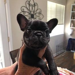 French Bulldog Puppies from Kathy Cardoso