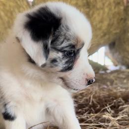 Lexi - Blue merle female Border Collie puppy in Surgoinsville, Tennessee from Smokey Mountain Vizslas