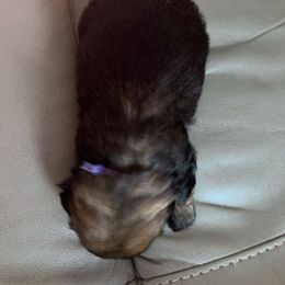 Girl 5 - Red Shih Tzu puppy in Pottstown, Pennsylvania from DHDoggs Shih Tzu