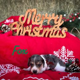 Fox - Piebald male Dachshund puppy in Seguin, Texas from Good Neighbor Ranch Dachshunds