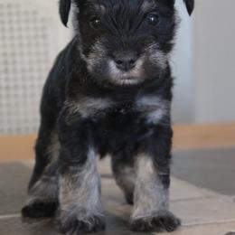 Jackson - Black and silver male Miniature Schnauzer puppy in Richardton, North Dakota from Crooked Tree Ranch