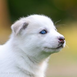 Siberian Husky Puppies from Lilbearshuskies