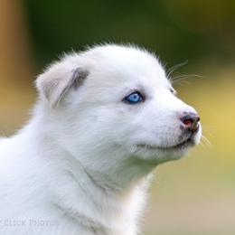 Siberian Husky Puppies from Lilbearshuskies