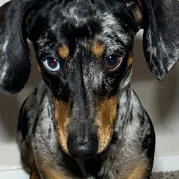 Dachshunds from FiveThreeZeroMiniDachshunds