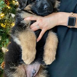 German Shepherd Puppies from Broward Shepherds