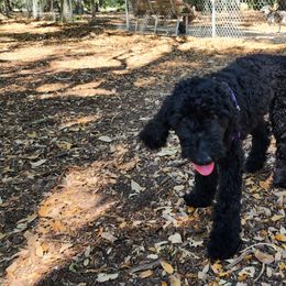 Raven - Black Goldendoodle puppy in Sarasota, Florida from Oodles of Poodles and Doodles