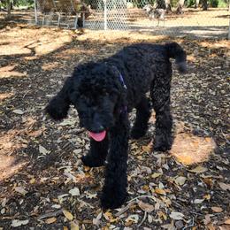 Raven - Black Goldendoodle puppy in Sarasota, Florida from Oodles of Poodles and Doodles