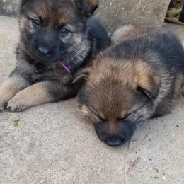 German Shepherd Puppies from Olsen Creek Kennels