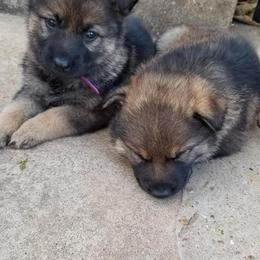 German Shepherd Puppies from Olsen Creek Kennels