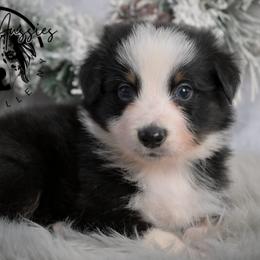 Zayn - Black tri-color male Australian Shepherd puppy in Fultonville, New York from Sandy Aussies & Pomeranians
