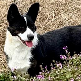 Jasmine - Cardigan Welsh Corgi