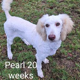 Pearl - Cream Poodle puppy in Long Beach, Washington from Sandcastle Standard Poodles