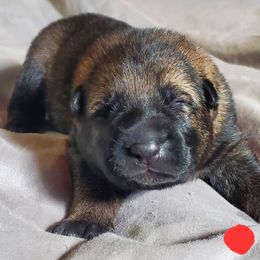 Boy 1 - Sable German Shepherd puppy in Mead, Colorado from North Creek German Shepherds