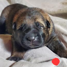 Boy 1 - Sable German Shepherd puppy in Mead, Colorado from North Creek German Shepherds
