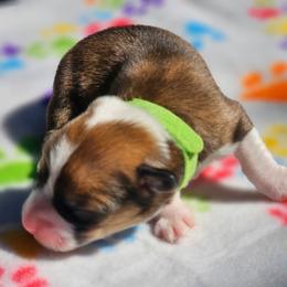 Jasper - Sable and white male American Corgi puppy in Boise, Idaho from Porter Creek Corgis