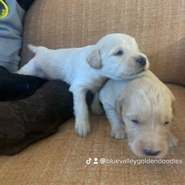 Goldendoodle Puppies from Blue Valley Goldendoodles