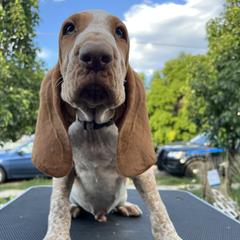 Bracco Italiano and Chihuahua Puppies from Snow Peak Kennel