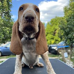 Bracco Italiano and Chihuahua Puppies from Snow Peak Kennel