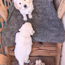 Golden Retriever Puppies from Mountain Sky Goldens   https://youtu.be/30SVQesEtig?si=CMjASv_Tza1VKSNt