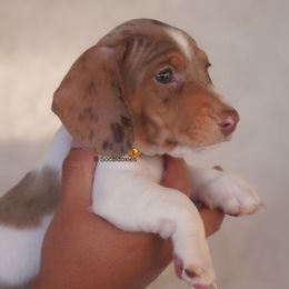 Jack - Dapple male Dachshund puppy in Apple Valley, California from Socaldoxies