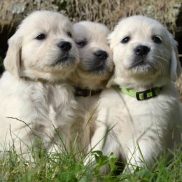Golden Retrievers from Tilly Puppies