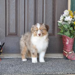 Australian Shepherd Puppies from Kim Rapps Australian Shepherds