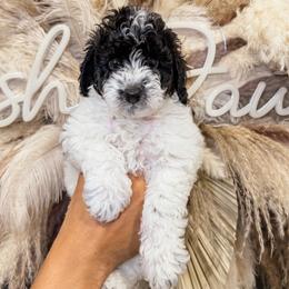 Chocolate Chip - Parti male Goldendoodle puppy in Pearland, Texas from Posh Paws Puppies