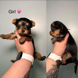 Melissa - Black and gold female Yorkshire Terrier puppy in Cleveland, Tennessee from Moody’s Morkies and More