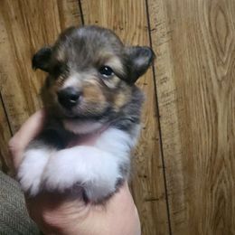 Sandy - Sable and white female Shetland Sheepdog puppy in Weedsport, New York from M&M Shelties and Smooch-A-Bulls English Bulldogs