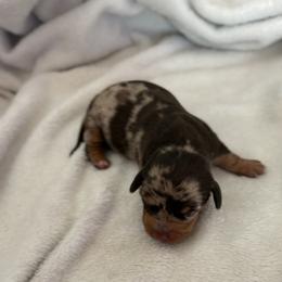 Stella - Dapple female Dachshund puppy in Channahon, Illinois from Lord Frank’s Mini Weeniers