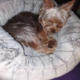 Yorkshire Terriers from Saraphina's Little Yorkie Angels