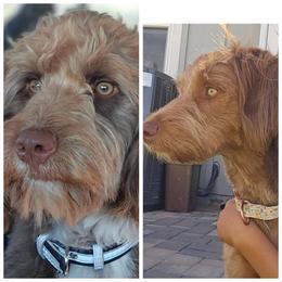 Aussiedoodle puppies from Ramirez Family Doodles