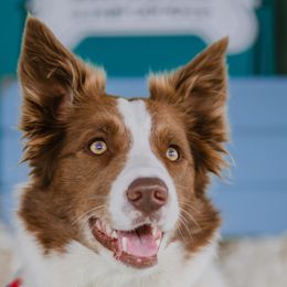 Anna - Border Collie