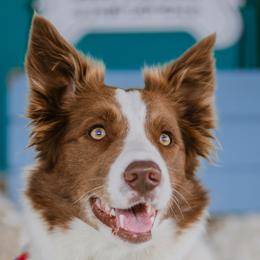 Anna - Border Collie