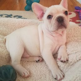 French Bulldog Puppies from Relic French Bulldogs