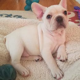 French Bulldog Puppies from Relic French Bulldogs